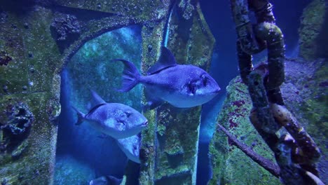 grey triggerfish, balistes capriscus, motionless in aquarium. close-up