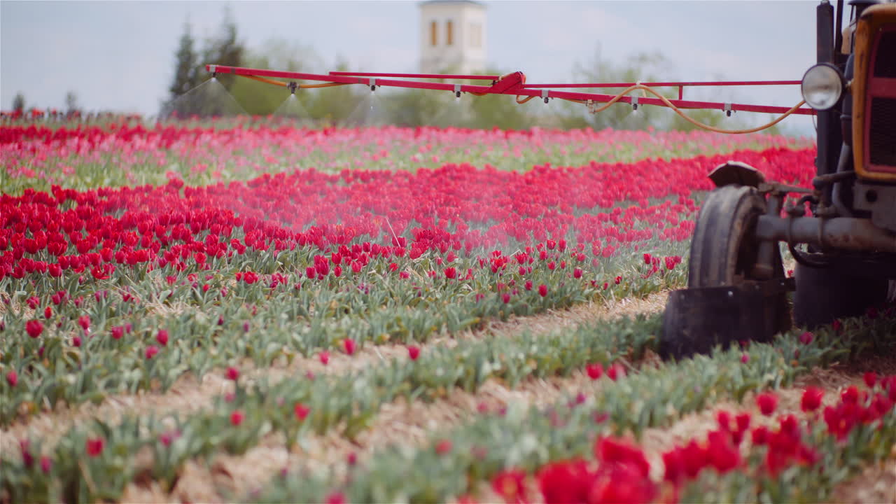 Trattore che irrora tulipani rossi in un vivace campo di fiori