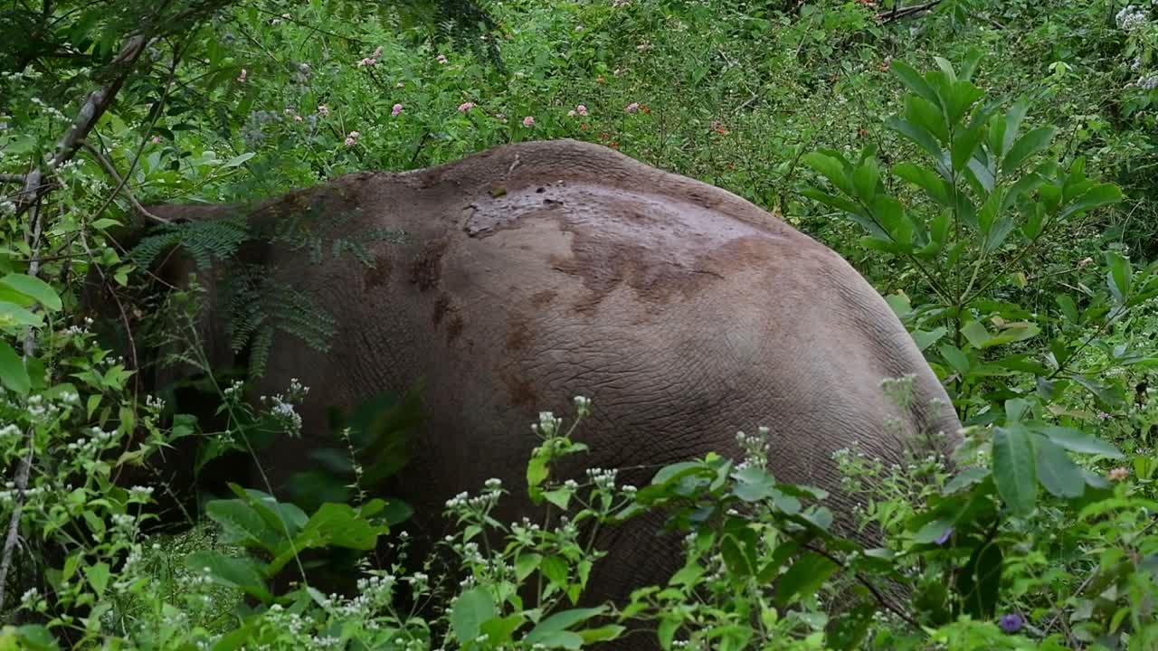los elefantes asiáticos son especies en peligro de extinción y también son residentes de tailandia