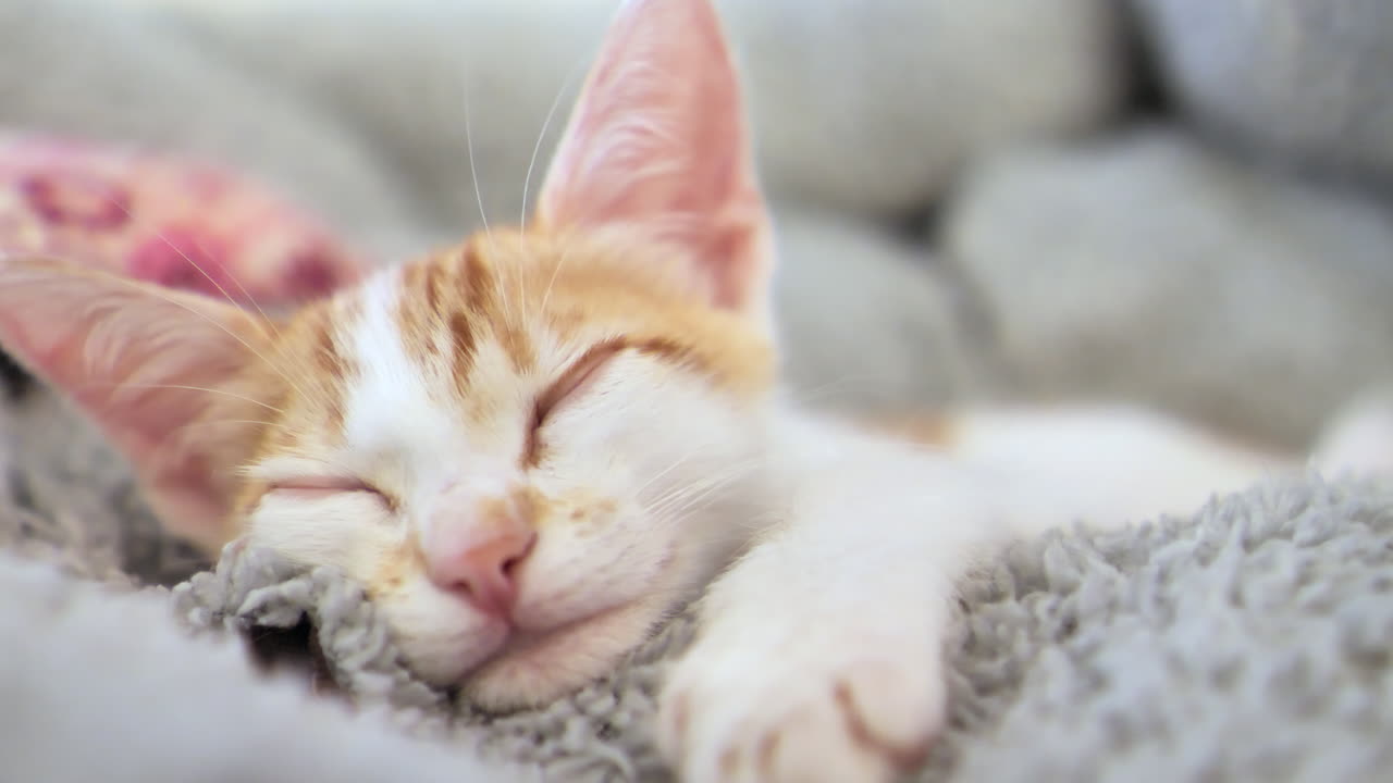 Sweet tiny white cat with red head hairs lying on blanket in focus,close up shot