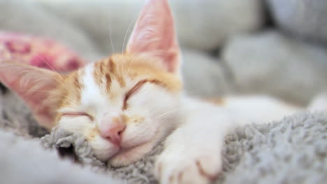 sweet tiny white cat with red head hairs lying on blanket in focus,close up shot
