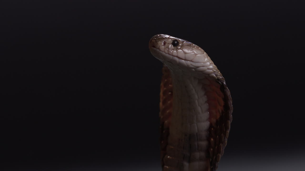 serpiente cobra egipcia con capucha mirando fuera del cuadro - de cerca en la cara