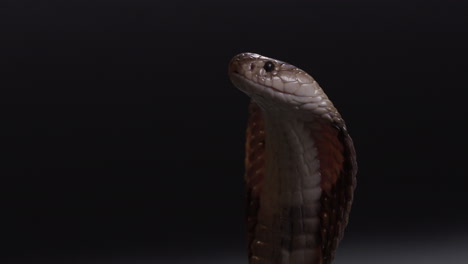 egyptian cobra snake with hood up looking off frame - close up on face