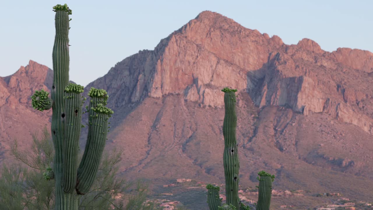 View of saguaro cacti in front of rocky mountain scenery