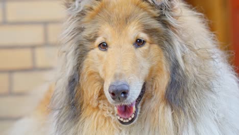 A-close-up-shot-of-a-Rough-Collie-breed-dog-full-of-long-fur-inside-of-the-house