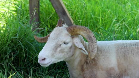 sheep relaxing against a wooden fence outdoors