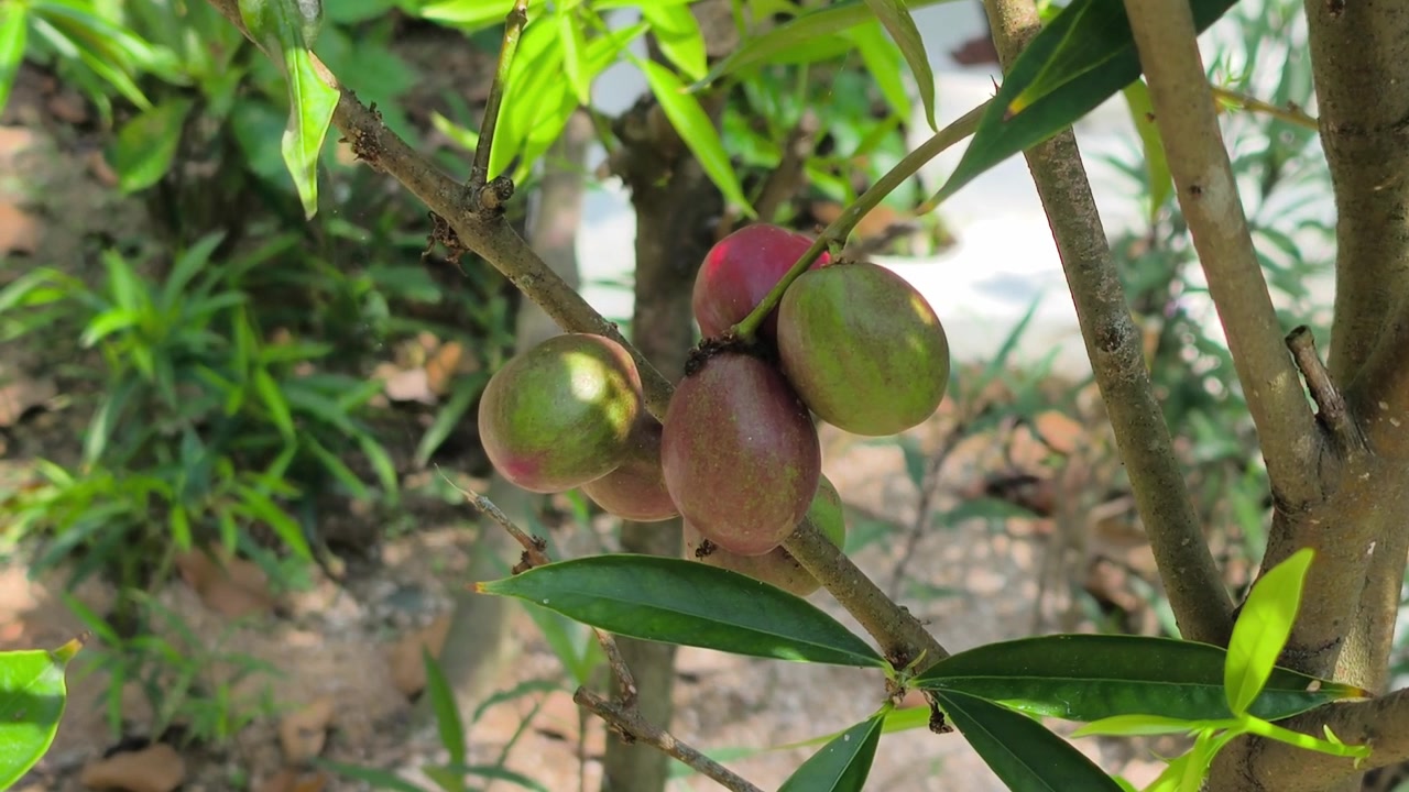 I frutti di ambarella crescono a grappoli sul ramo di un albero tropicale. Il frutto esotico presenta un mix distintivo di gusto dolce e aspro