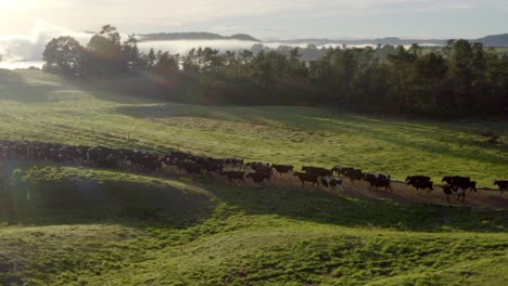 cows walking on dirt road between green grass with bright morning sunlight