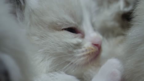 new born adorable ragdoll cat kitten bicolor