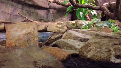 Python-Swim-In-The-Pond-Water-At-Burgers-Zoo-In-Arnhem,-Netherlands