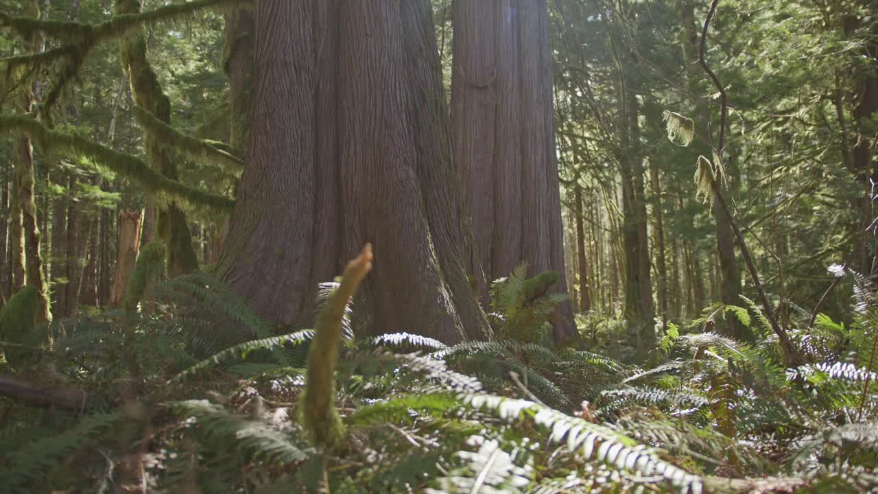 An old growth tree in a forest in the Pacific Northwest. Trees in a forest grove in British Columbia. A large old tree standing tall in the old growth forest