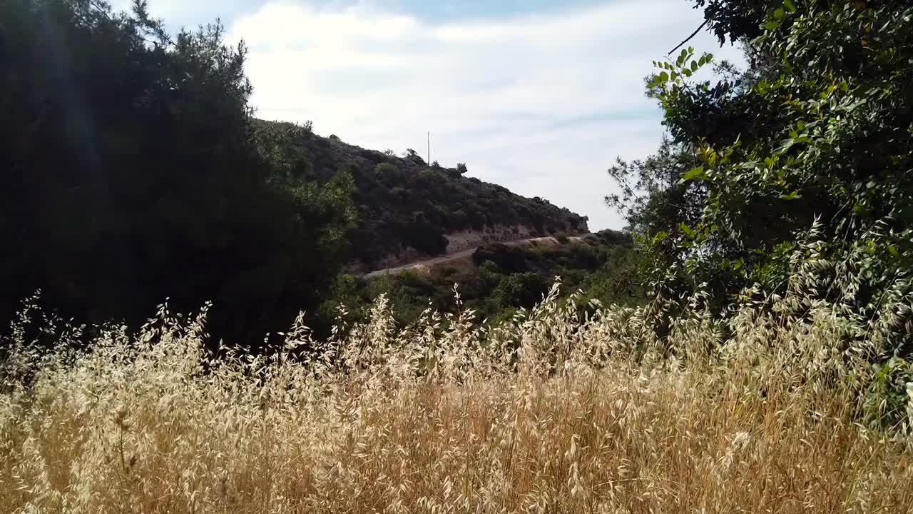 Golden grass sways gently as a path winds across the opposite side of a quiet Cyprus valley. This tranquil scene captures the untouched beauty of rural landscapes under the warm Mediterranean sun.