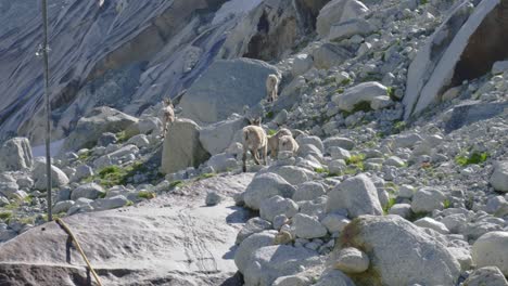 wild mountain goats on a swiss glacier rhone