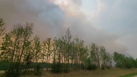 gruesas columnas de humo de incendios forestales en el cielo entre el campo de vacas boscosas y el bosque
