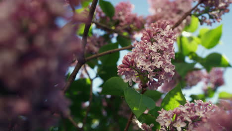 Cherry-flowers-blossoming-on-sunny-spring-day.-Charming-sakura-tree-blooming.