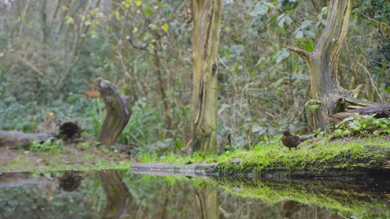 Un merlo comune appollaiato su un terreno boschivo muschioso, alla ricerca di insetti a Drenthe, nei Paesi Bassi