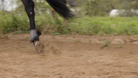 cavalo preto galopando no chão