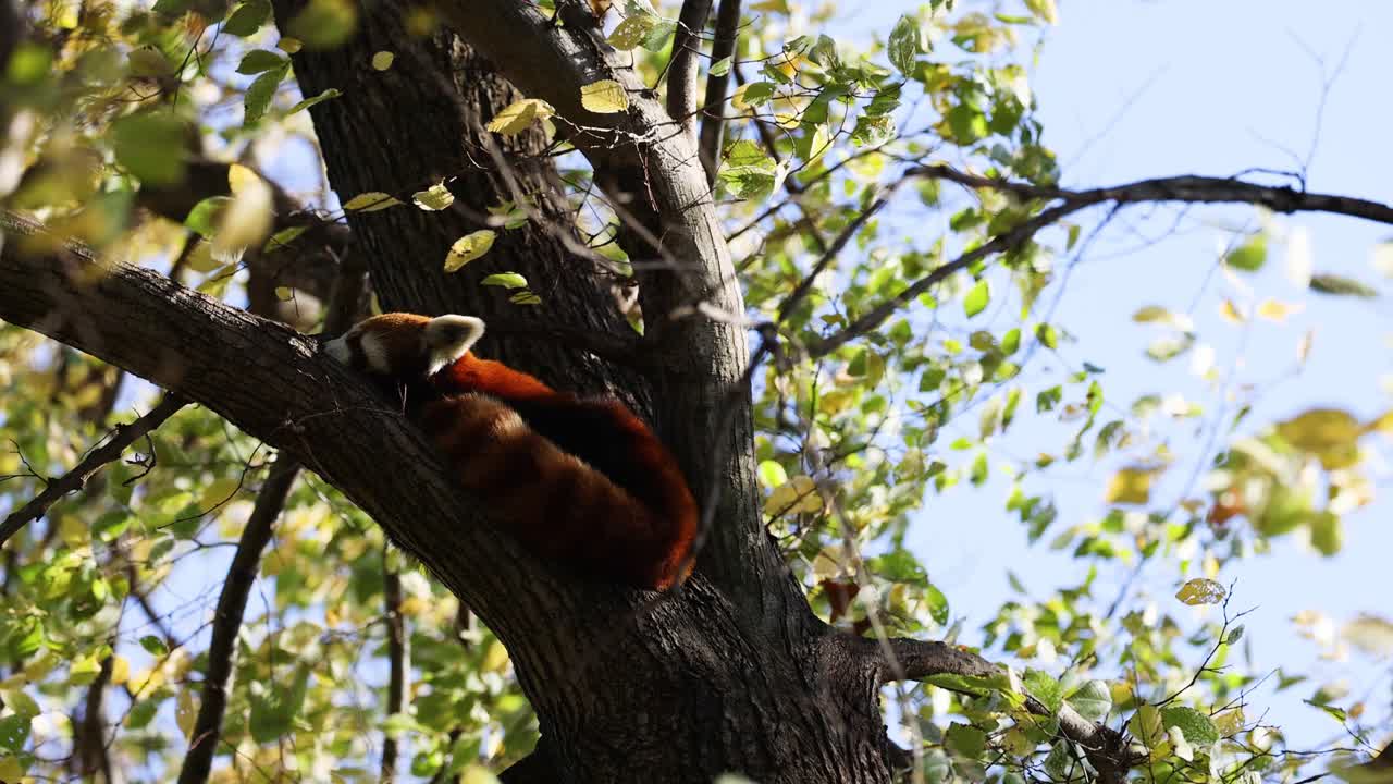 멜버른 동물원에서 은 판다가 나무에 오르고 있다
