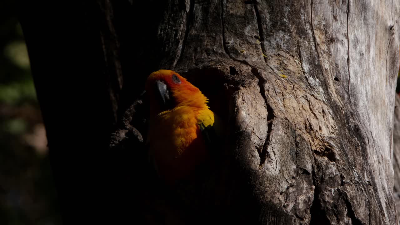 굴 밖으로 머리를 내밀고 밖을 내다보며 왼쪽 눈을 윙크한 다음 머리를 오른쪽으로 기울입니다.