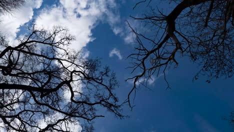 Ein-Hellblauer-Winterhimmel-Mit-Sich-Schnell-Bewegenden-Wolken-In-Einem-Zeitraffer,-Aufgenommen-In-Einem-Englischen-Wald