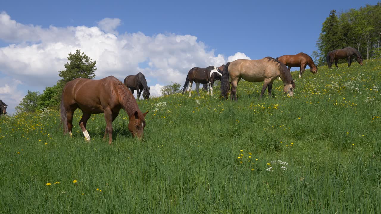 familia de caballos marrones y negros pastando en la montaña cubierta de hierba durante el día soleado en suiza - cámara lenta