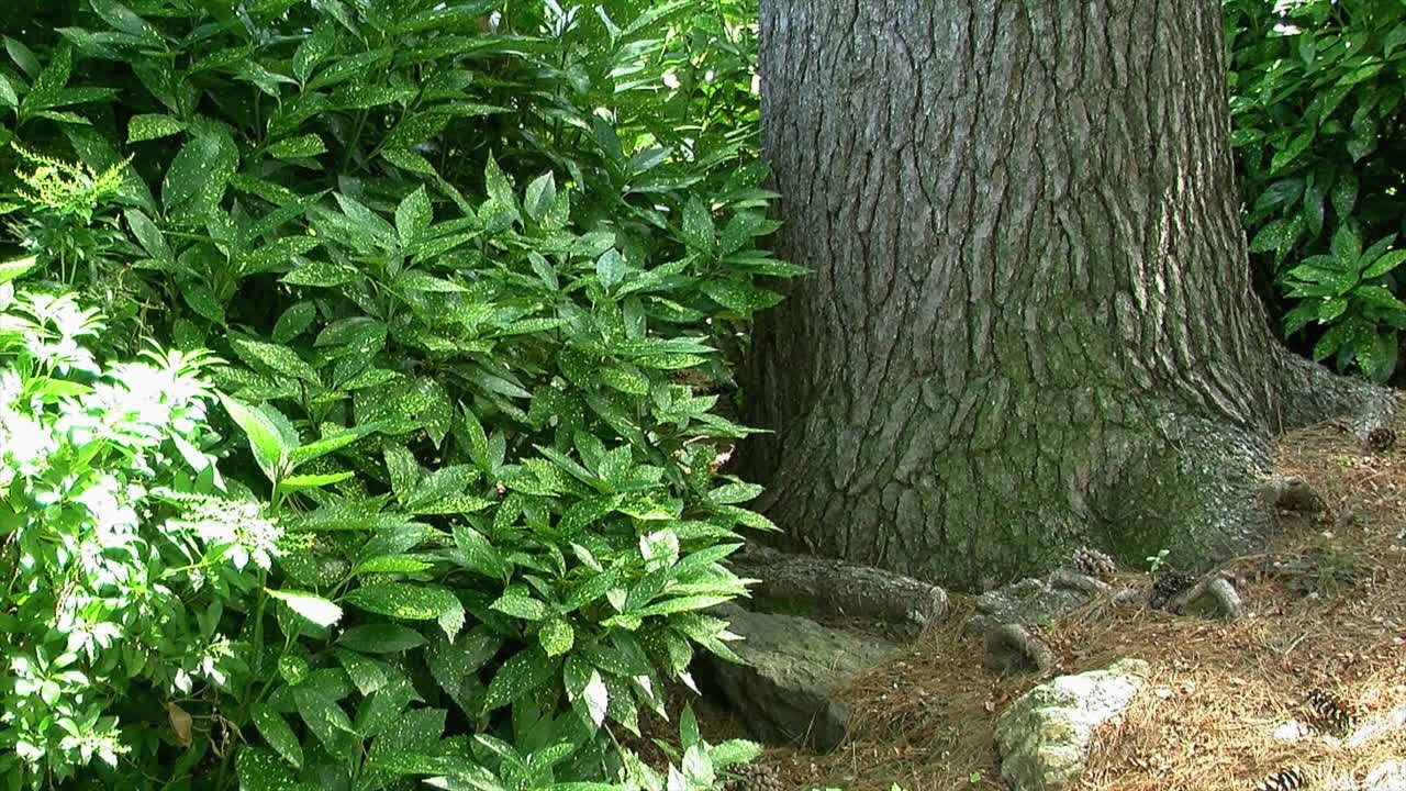 La base di un grande tronco d'albero e fogliame verde in un giardino