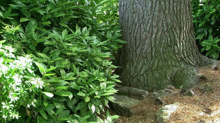 La base di un grande tronco d'albero e fogliame verde in un giardino