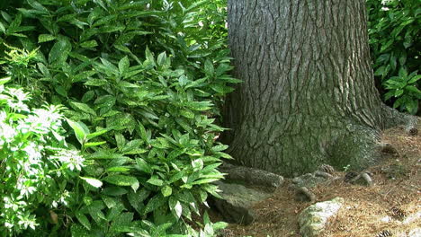 the base of a large tree trunk and green foliage in a garden