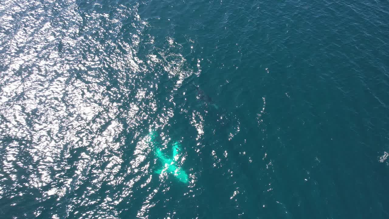 Humpback Whales Swimming In Blue Ocean In QLD, Australia - Drone Shot