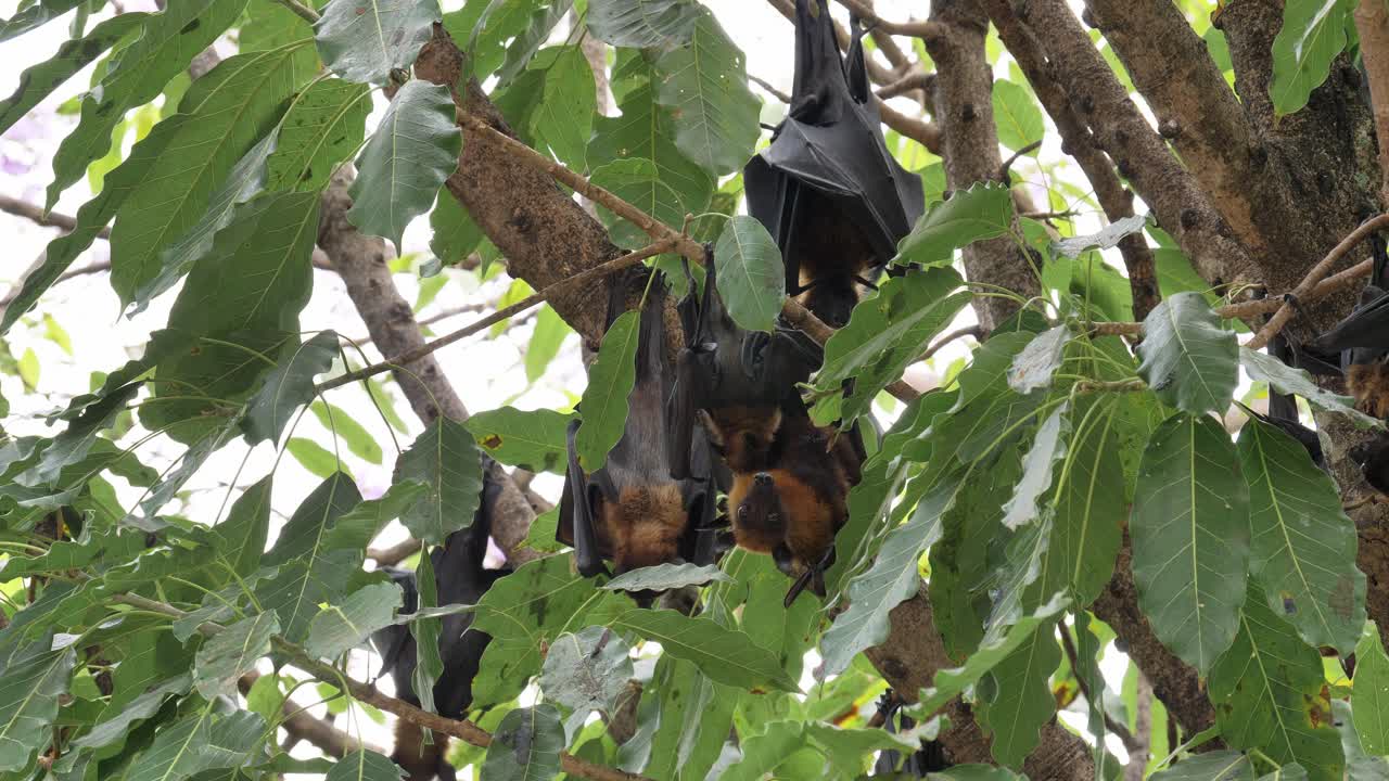 летучая лиса лайла, птеропус лайла, сарабури, таиланд