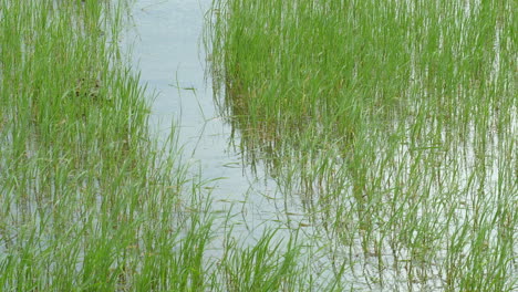 Healthy-rice-seedlings-being-blown-by-the-wind-in-a-wet-ricefield-in-the-outskirts-of-Bangkok,-Thailand