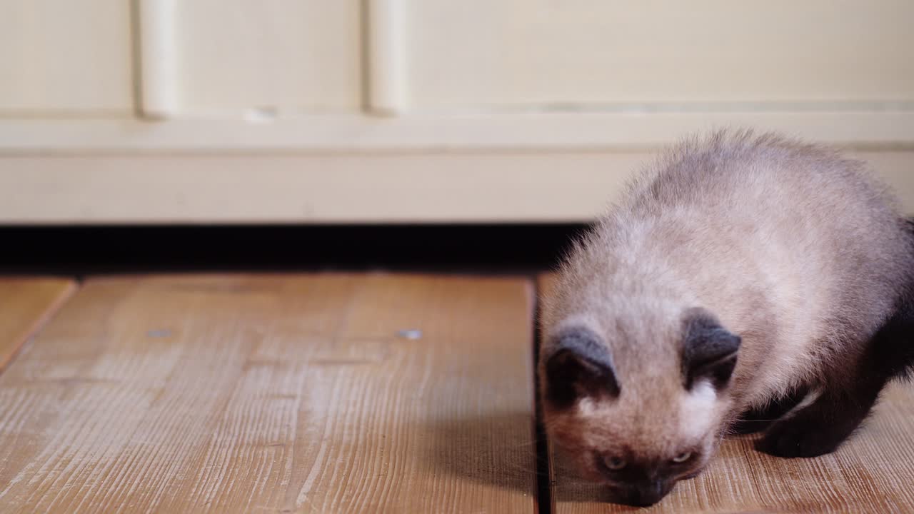 귀여운 작은 새끼 고양이