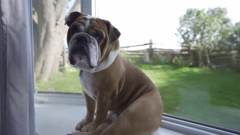 closeup shot of an adorable english bulldog sitting on a windowsill