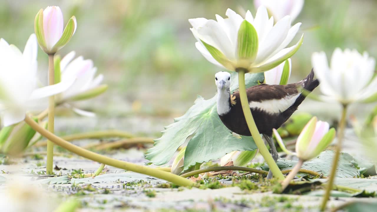 jacana de cola de faisán con flores de lirio de agua