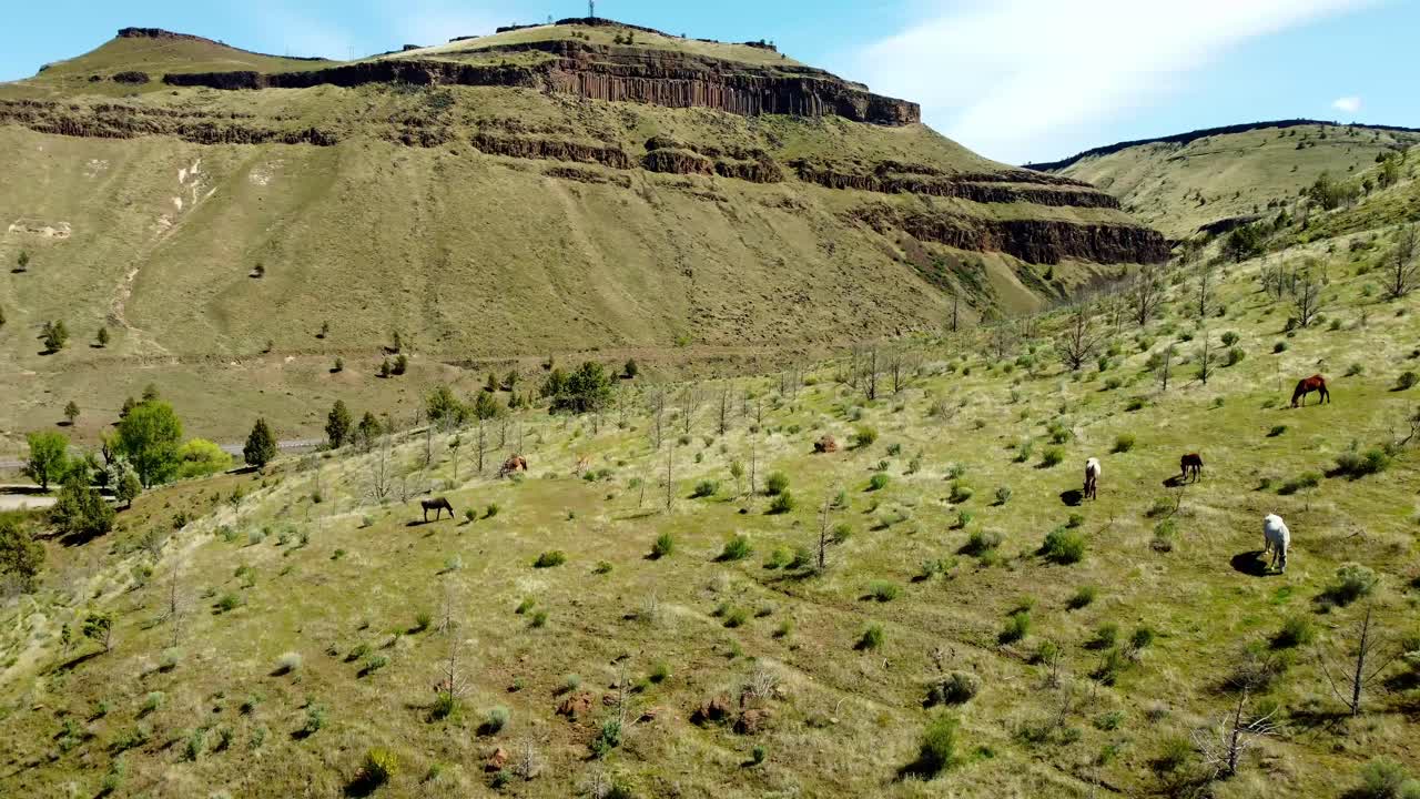 US, Oregon, Warm Springs, , 2025-04-21 - Drone view of wild horses roaming the tribal lands in the high desert of central Oregon in Spring. Hwy 26 and the Deschutes River.