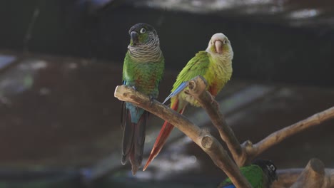 green cheeked parakeets perched on branches looking and spin