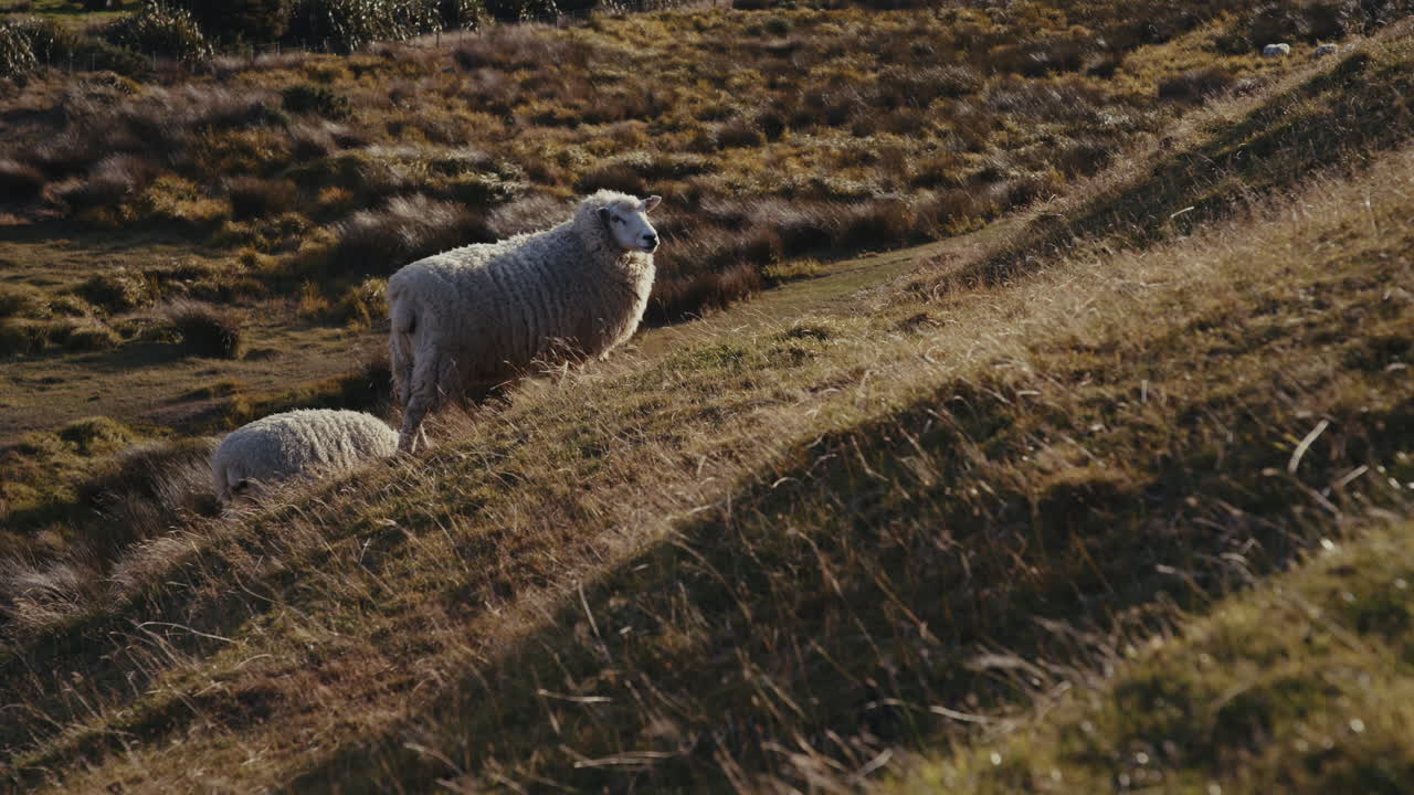 Sheep Grazing on a Hillside