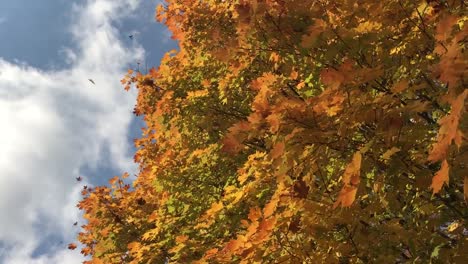 colorful autumn sky background with isolated leaves gracefully twirling around and falling from a blue sky background