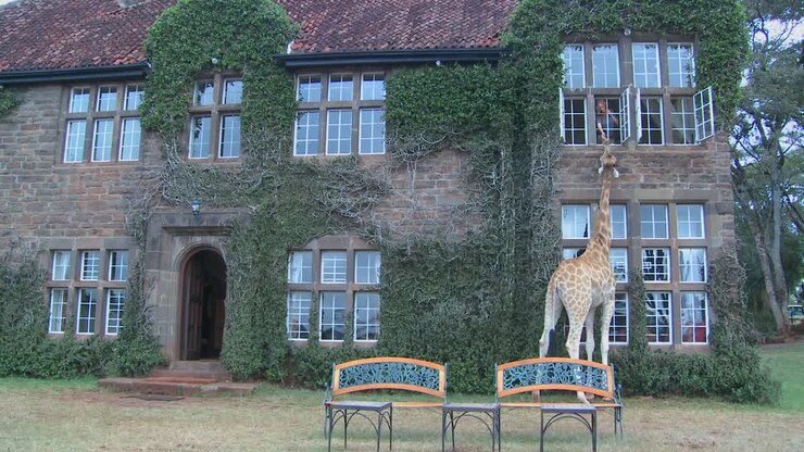Giraffes mill around outside an old mansion in Kenya 5