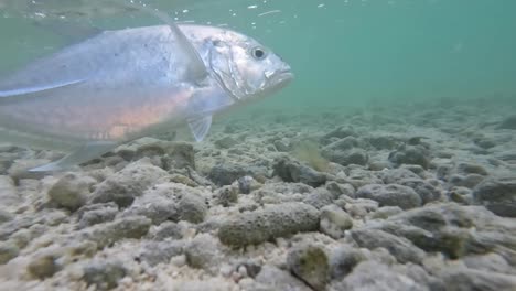 Pequeño-Jurel-Liberado-Bajo-El-Agua-Por-Un-Pescador-Después-De-La-Captura