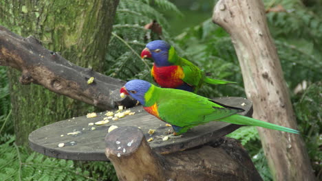 loritos arcoiris comiendo