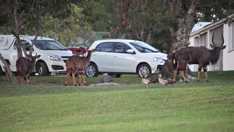 Nyala-and-ducks-walking-around-cars