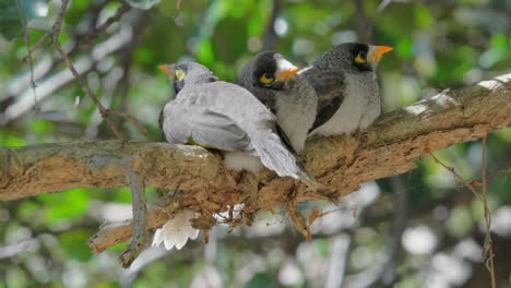 three noisy miner bird chicks sit on a branch waiting for the adults to bring food