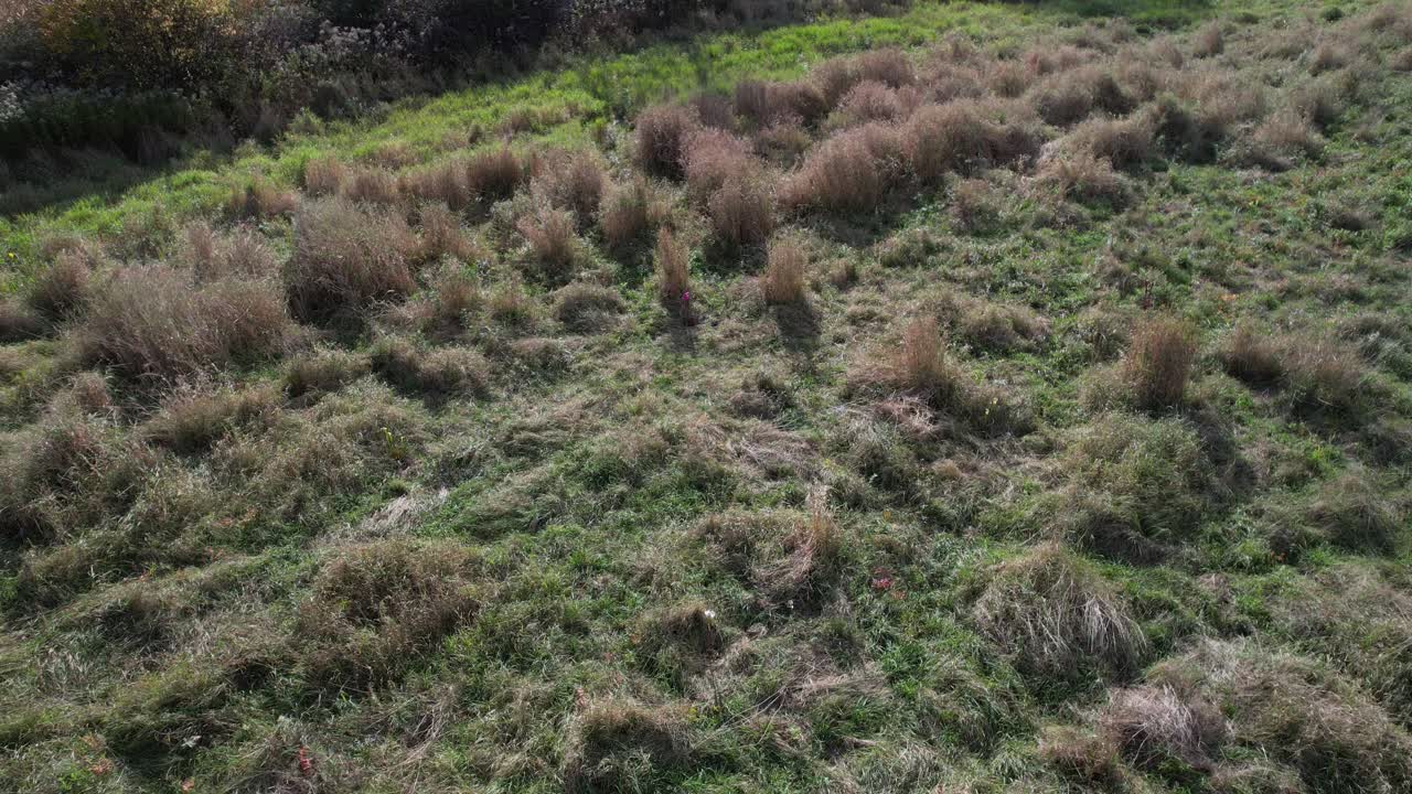 plantas de jarra en parte del experimento de fisiología vegetal_disparo de dron
