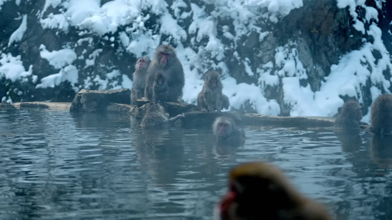 A breathtaking panoramic view of snow monkeys enjoying the warm waters of an onsen in Jigokudani, Japan, with a stunning snowy backdrop.