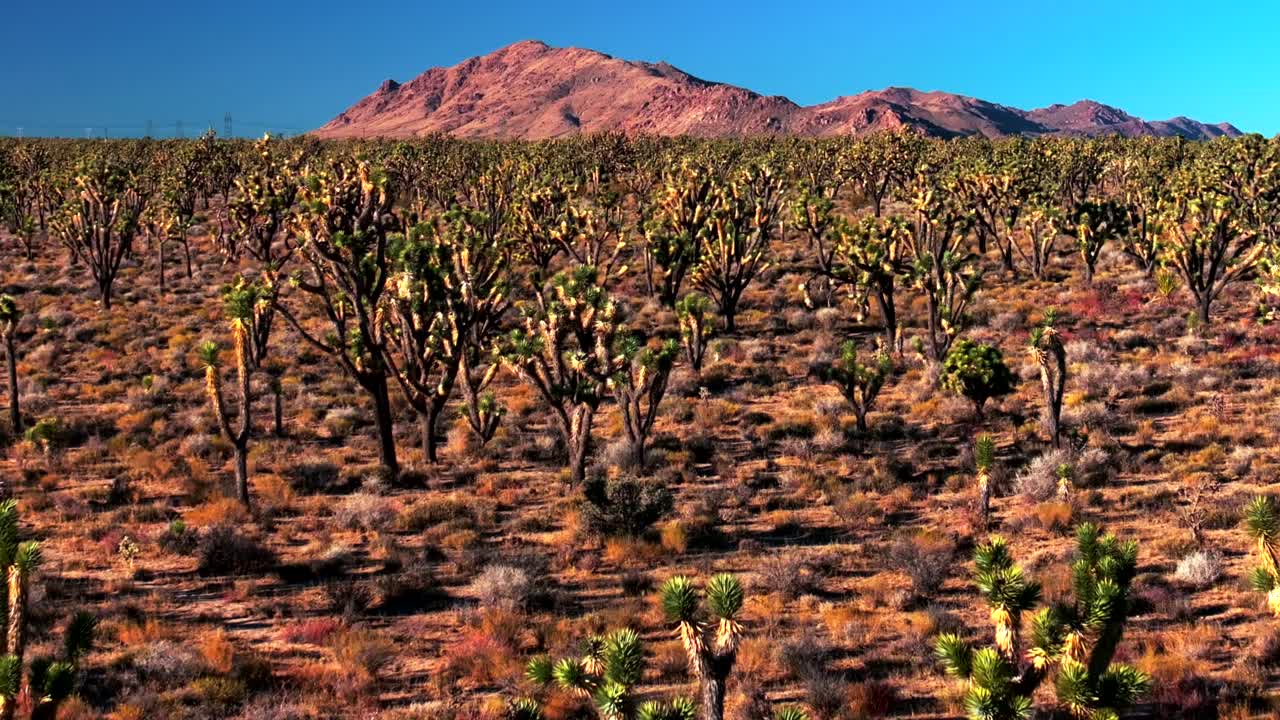 árboles de yuca paisaje de montaña desierto torres eléctricas parque nacional del árbol de joshua california dron aéreo condado de san fernando mojave colorado kelso pinto cuenca dunas cielo azul tarde soleada hacia adelante pan