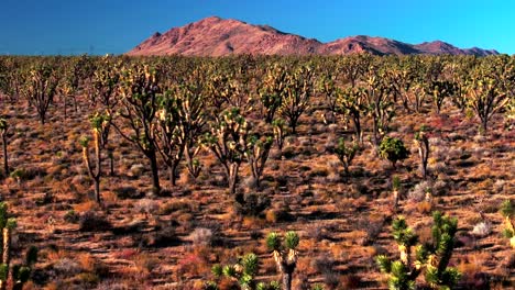 yucca trees mountain desert landscape electric towers joshua tree national park california aerial drone san fernando county mojave colorado kelso pinto basin dunes blue sky sunny afternoon forward pan