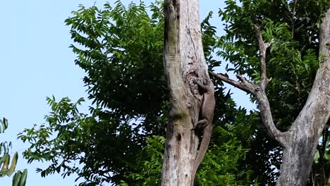 El-Lagarto-Monitor-Nublado-Se-Encuentra-En-Tailandia-Y-Otros-Países-De-Asia