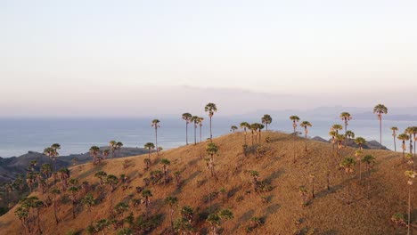 aerial view of palm trees on a hilltop overlooking the ocean at sunset