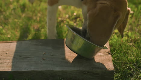 close up of dog on leash eating from unstable metal bowl placed on wooden plank in lush outdoor garden under warm sunlight, background features greenery